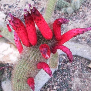 foxtail cactus